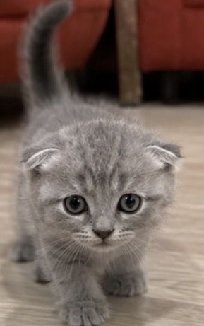 Вислоухие котята
