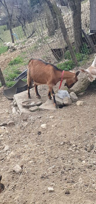 Vand capra anglo nubian cu doi iezi  si metis alpina franceza cu doi iezi