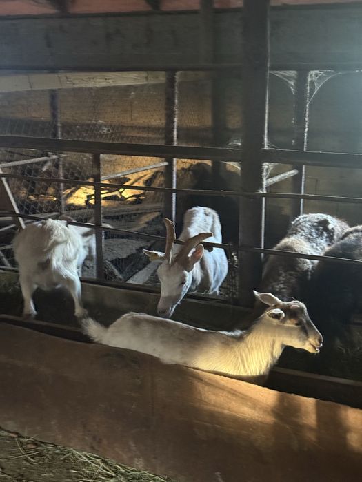 Продам козу голандскую
