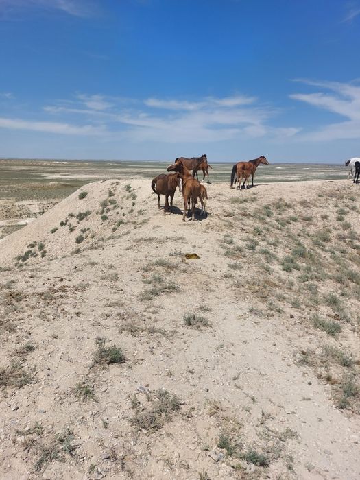 Жылқы сатылады екі   құлынды бие