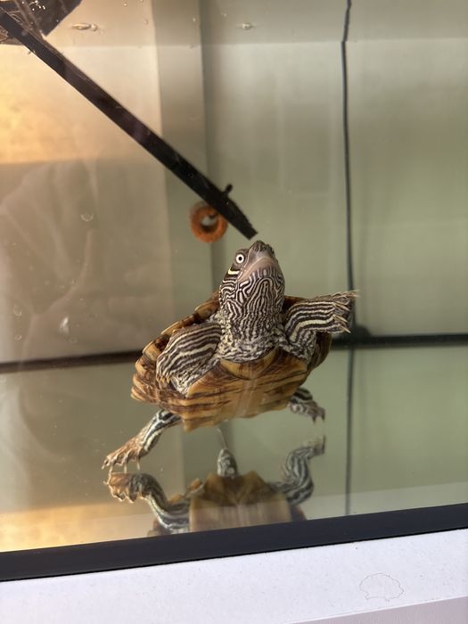 Testoasa Harta de Mississippi