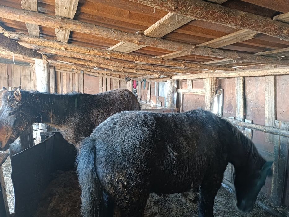 Продам 2 тая на откорме