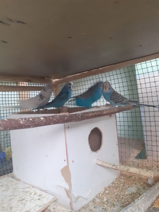 Papagali Perusi Pui și Maturi