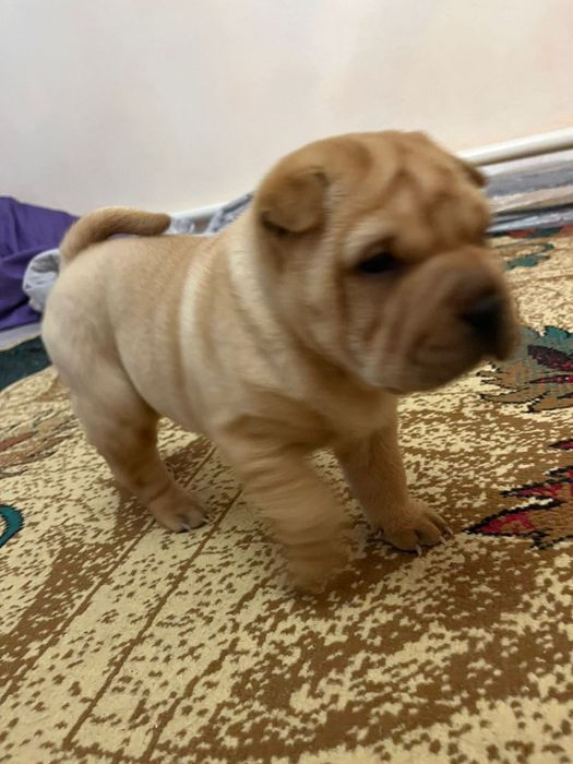 Щенки американского шарпея