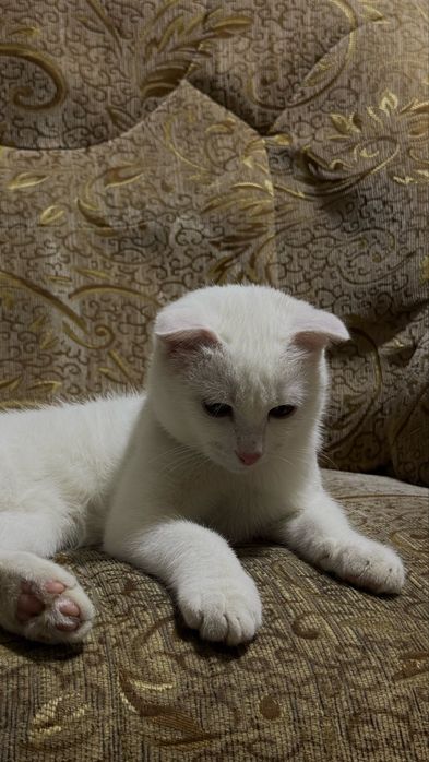 Mushuk sotilad skotish fold toza