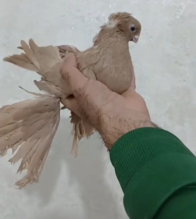 Продам голубей...