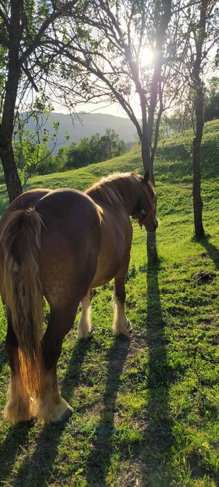 Vând manza de 3 ani