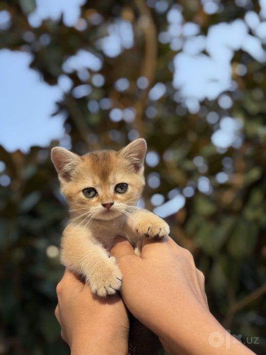 Котята породистые (скоттиш фолд и страйт)