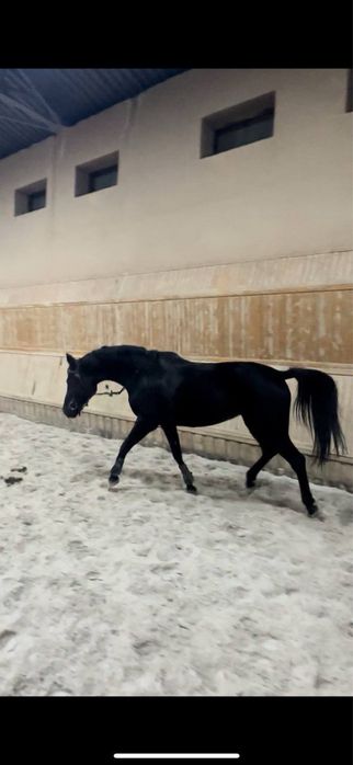 Arab oti 5 yoshlik holati yaxshi kraskadi toza