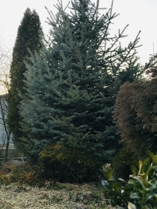 Ель голубая от 4 метров