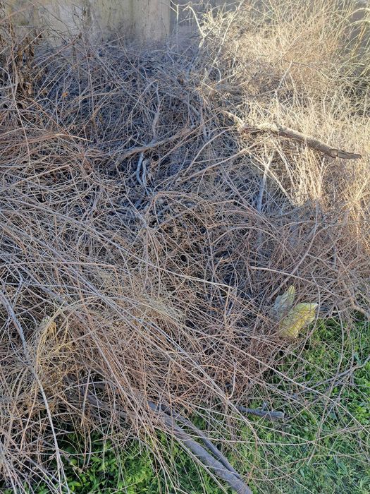 куп йиллик курук утин сотилади.