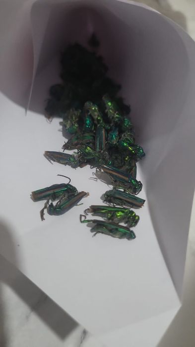 Алтын қоңыз майский жук простатитке