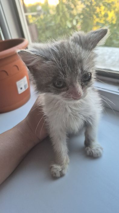 Котенок в добрые руки