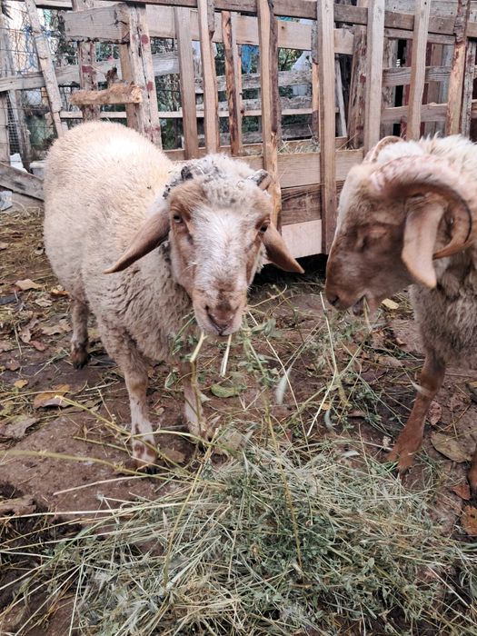 Berbecuți de vânzare