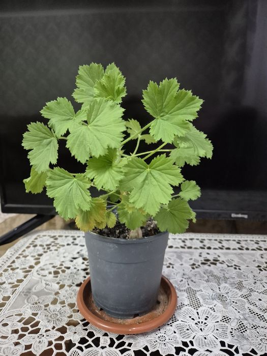 Королевская пеларгония