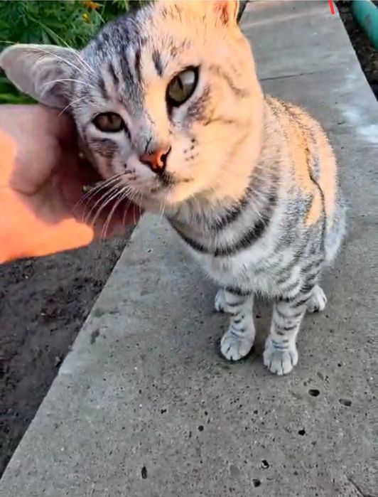 Британский котик ищет добрые руки