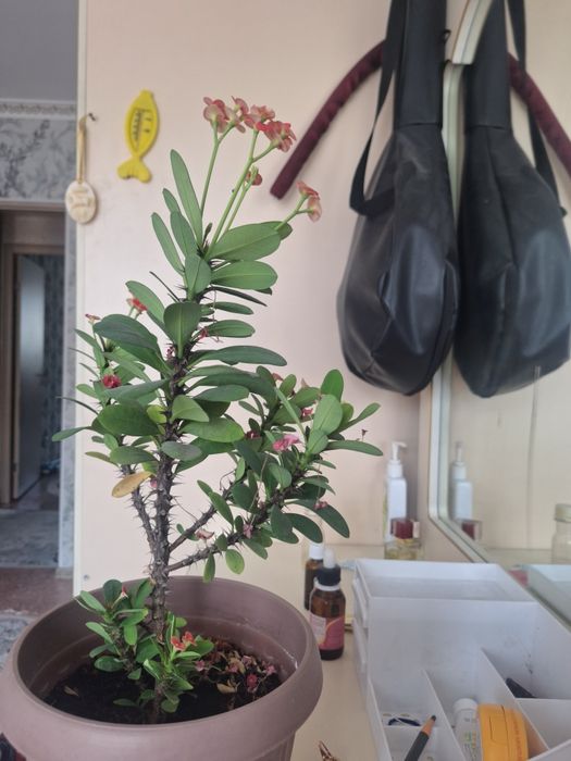 Цветы комнатные цветы продам