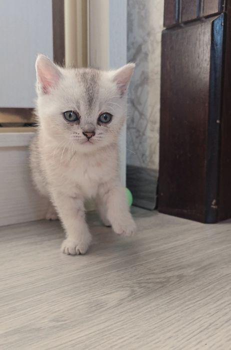 Скоттиш фолд/ страйт