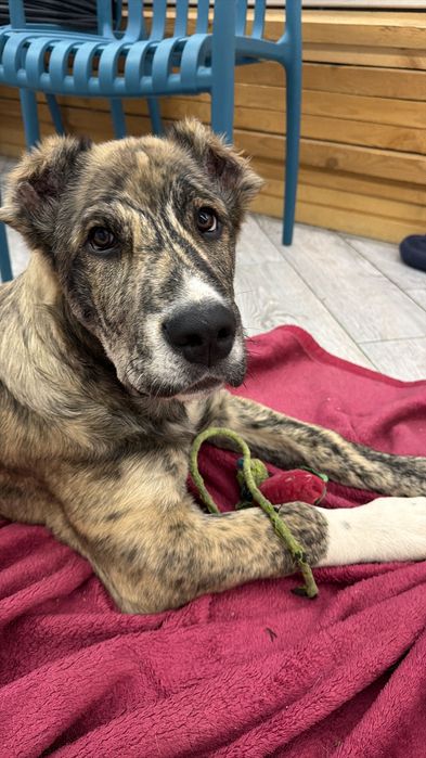 Тигровая девочка САО (алабай)