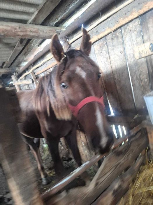 Продам тай помесь костанай
