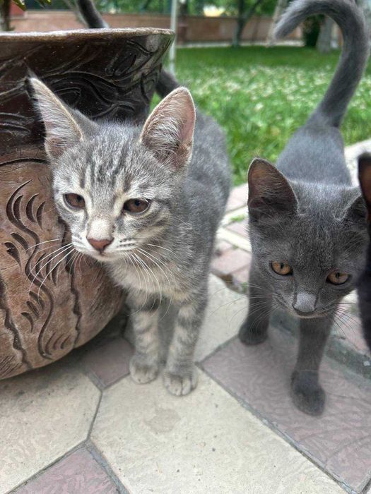 Отдам котят в хорошие руки