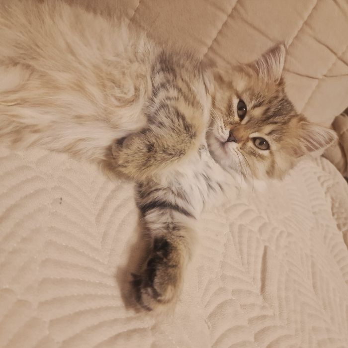 Котенок котенок котенок