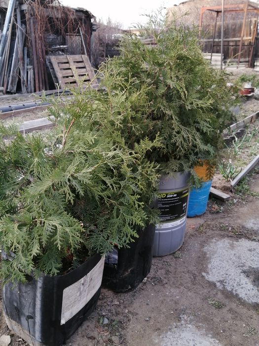 Продам молодую тую