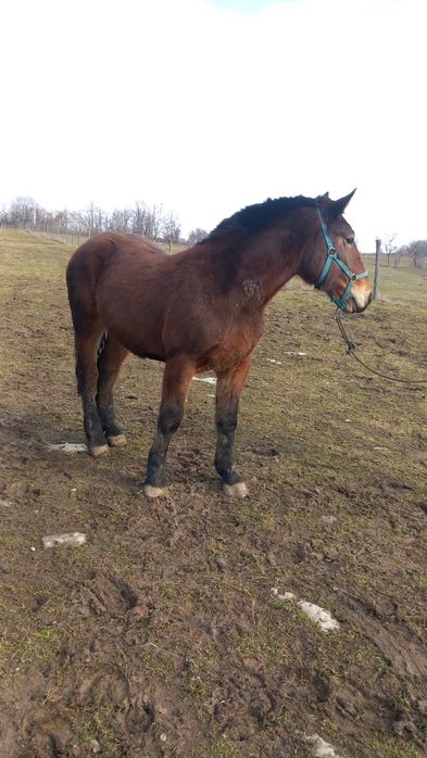 Vând sau schimb manz