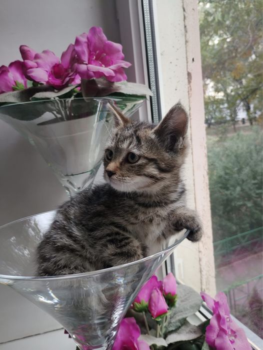 Ищу дом для красивого котика.Мальчик