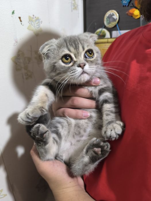 Вислоухие котчта