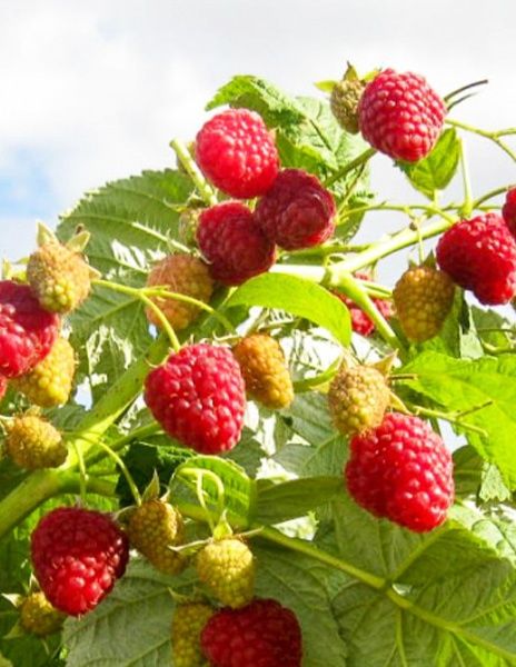 Супер Акция!Малина Полька элитный оригинал сорт