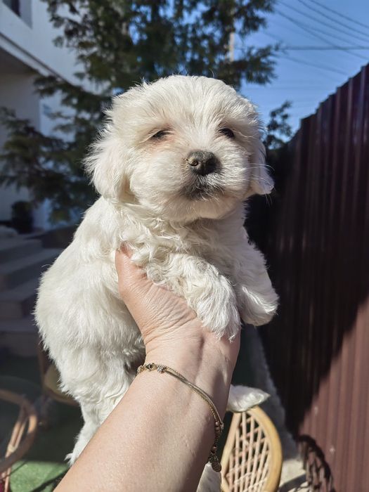 Mascul Bichon Maltez