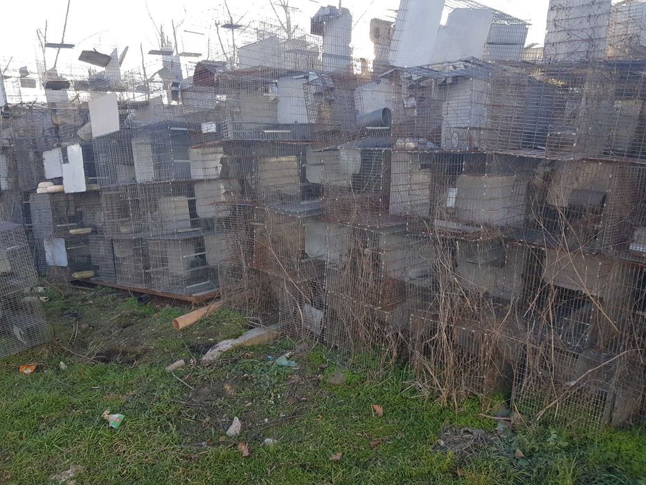 Vand custi chinchilla, iepuri, pasari