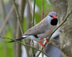 Vând gulzi amandini ,cuba și colivii.