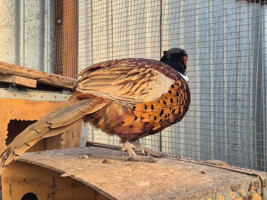 Кыргауыл сатылады 8000тг