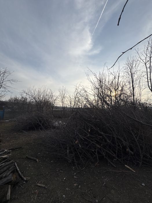 Дрова яблони для разтопки бани тандыра и т.д