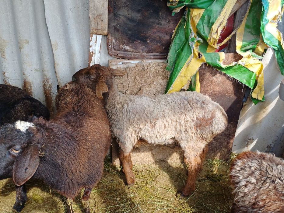 Қойлар (баран), қозы сатылымда, бағасын келісеміз
