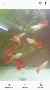 Рыбки акквариумные