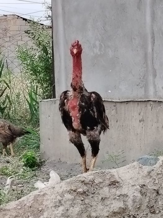 Дакан петух кореец