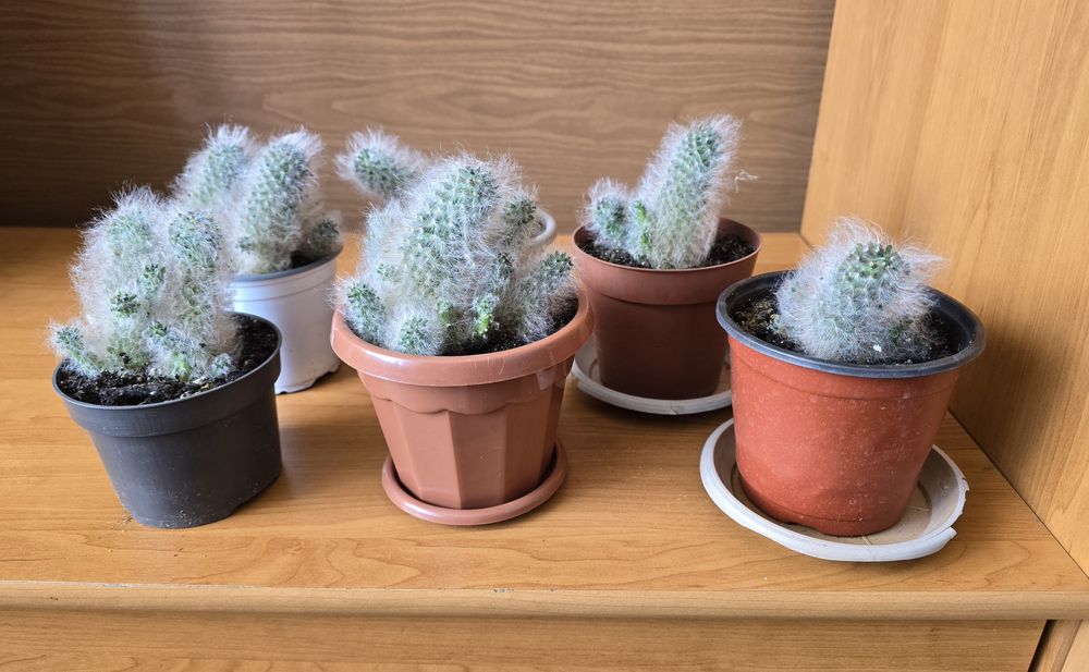 Продам кактусы в горшках.