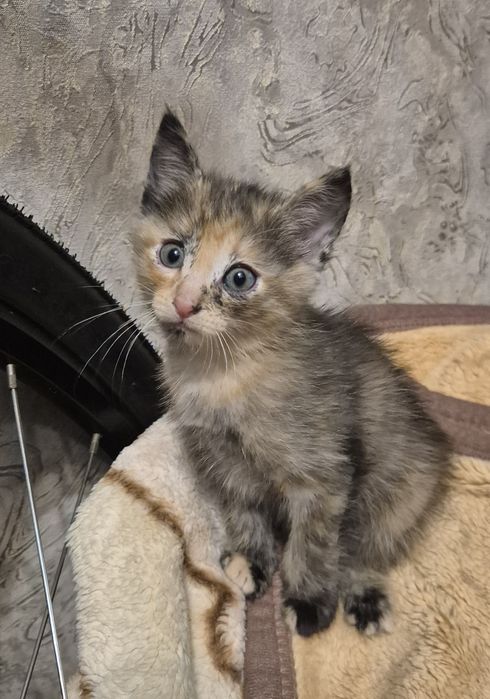 Кошечка трёхцветка
