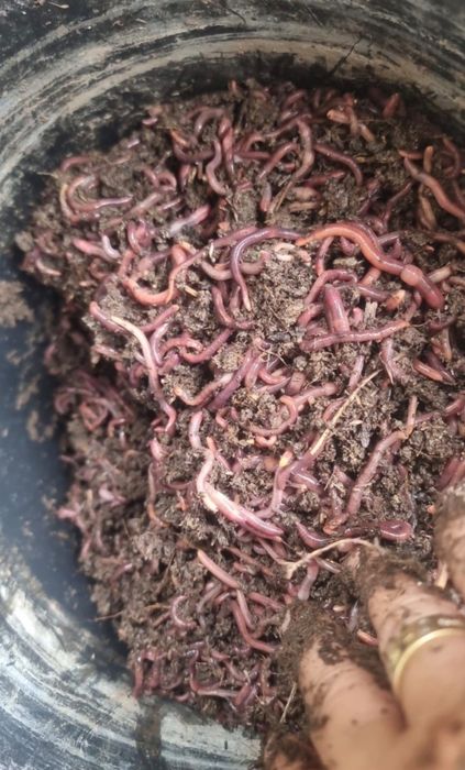 Биогумус сатылады виши сорт