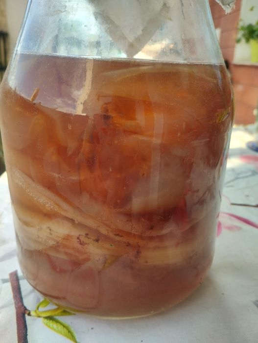 Комбуча култура SCOBY