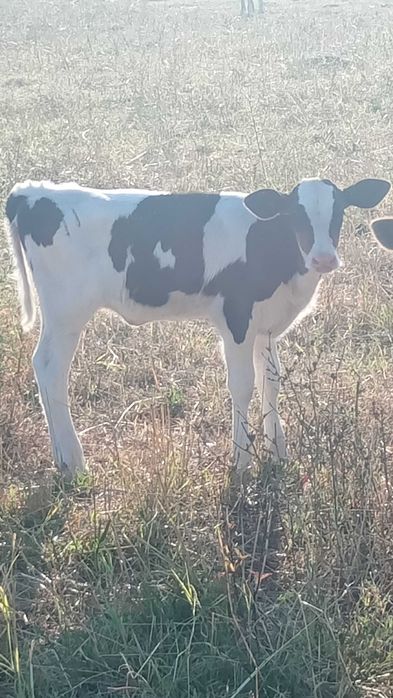 Angus Viței de pus la vaca și mai mari in carcasă