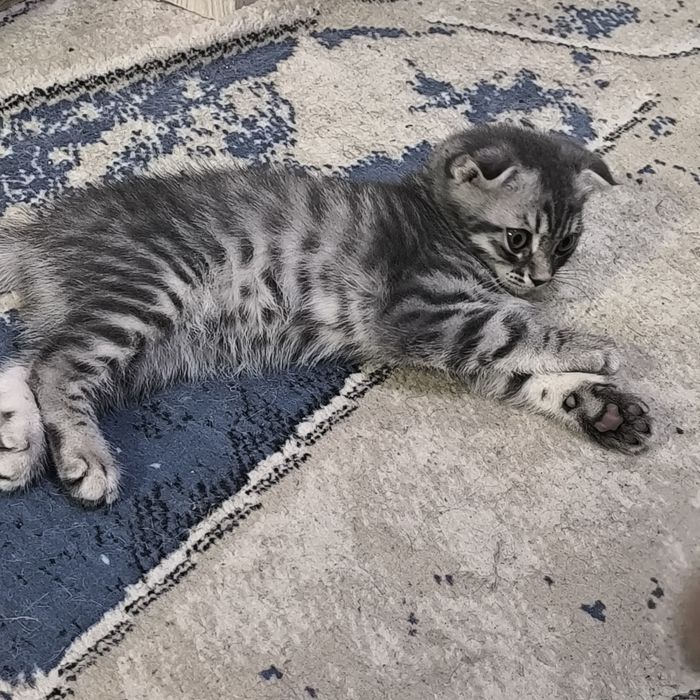 Котята породистые