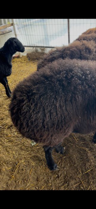 Tojikiston xisori katta qo’ylari sotiladi