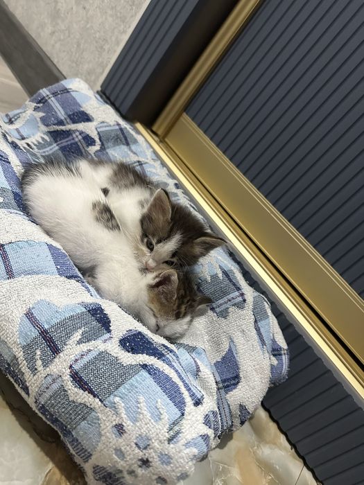Отдам котят в добрые руки