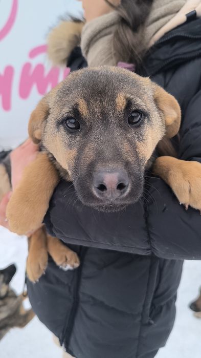 Мальчик в добрые руки НЕ на цепь