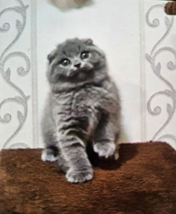 Scottish fold blue  shorthair