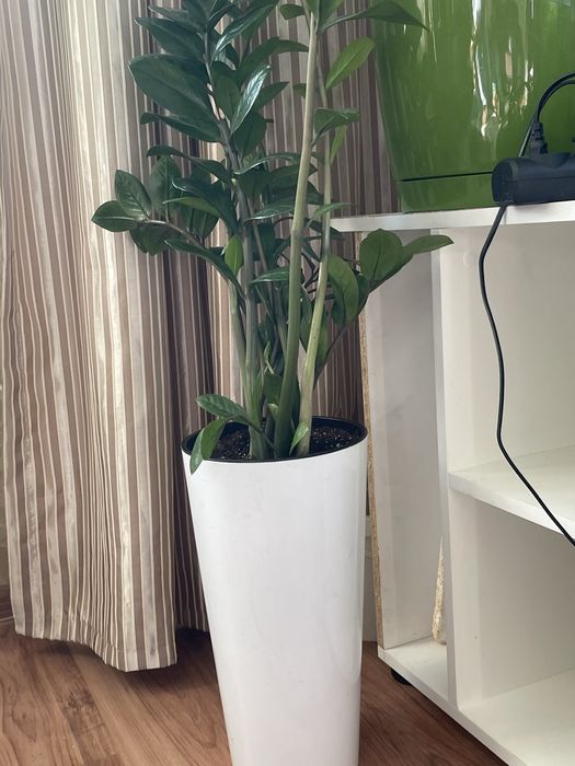 Комнатные цветы для души